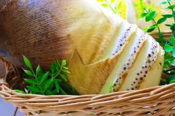 大きなたけのこ