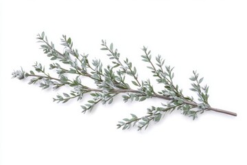 Fresh wormwood sprig with silvery green narrow leaves isolated on white perfect for herbal visuals packaging natural medicine and botanical designs