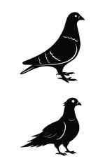 Pigeon vector silhouette illustration graphics design with white background. 