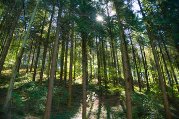 Frühling in den Wäldern des Schwarzwaldes