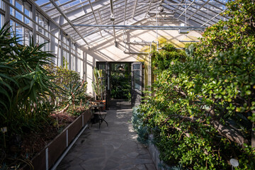 Succulent plants and aloe growing in indoor greenhouse under natural sunlight