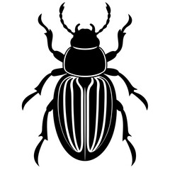 colorado potato beetle