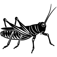 grasshopper on white background