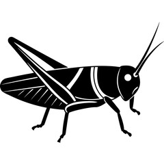 grasshopper isolated on white background