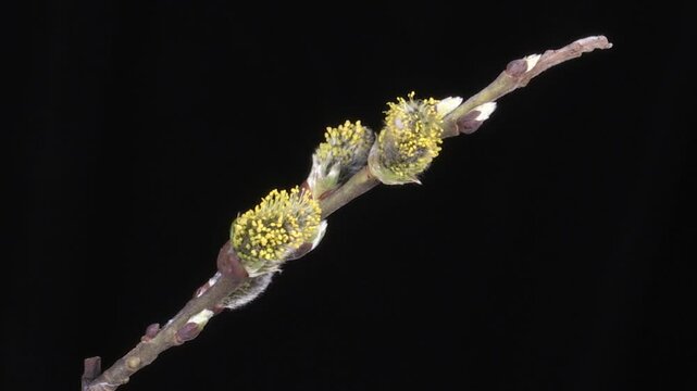 salicone o salice delle capre (Salix caprea) time lapse