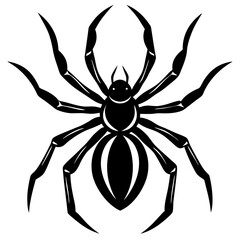 spider on a white background