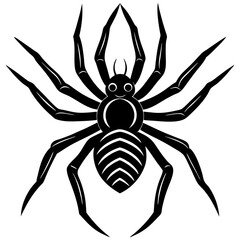 spider isolated on white background