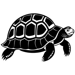 turtle vector illustration
