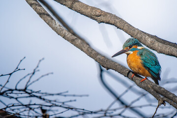枝にとまるカワセミ