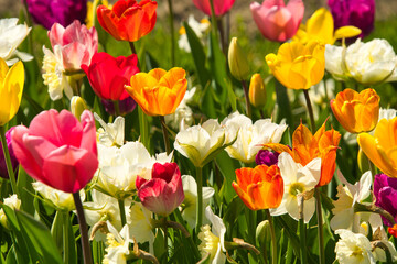 Tulpenblüte in der Ortenau