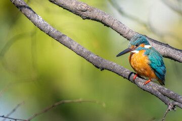 枝にとまるカワセミ