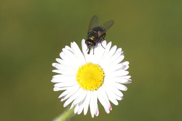 Fly, Neomyia cornicina of the family muscidae on a flower on a flower of common daisy, Bellis...