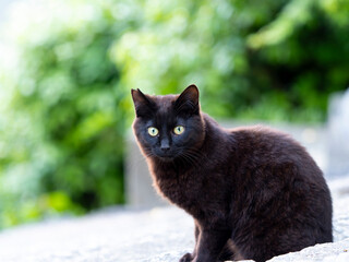 神社に住み着いた黒猫