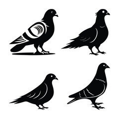 Pigeon vector silhouette illustration graphics design with white background. 