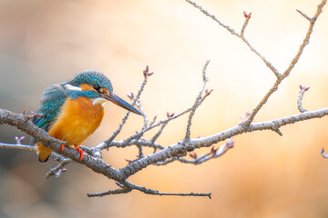 枝にとまるカワセミ