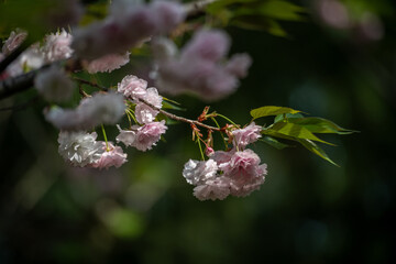 cherry blossom in spring