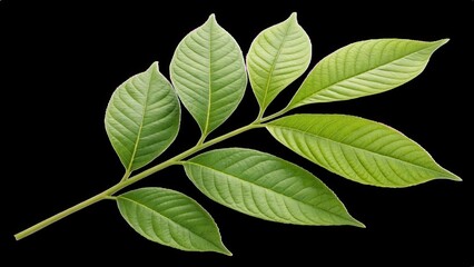 Fototapeta premium Fresh Branch of Green Leaves: A close-up shot of a fresh branch, showcasing vibrant green leaves against a dark, blurred background, evokes feelings of vitality and nature.