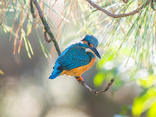 枝にとまるカワセミ