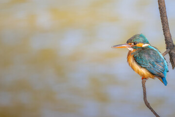 枝にとまるカワセミ