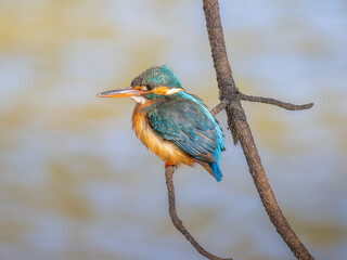 枝にとまるカワセミ