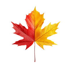 Fototapeta premium Png of A vibrant maple leaf displaying a gradient of red, orange, and yellow hues, symbolizing the beauty of autumn.