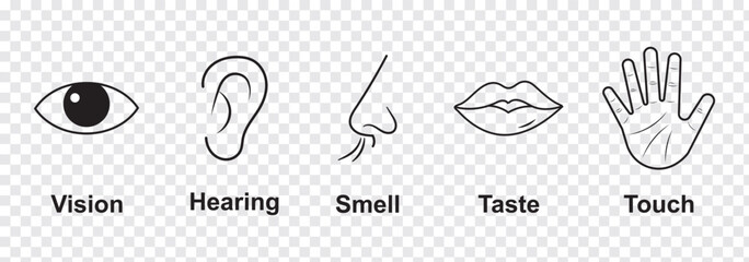 Human sense icons. Five human senses icons. Vision smell hearing touch taste senses fillings. Five fillings icons. Vector Illustration. Vector Graphic. 
