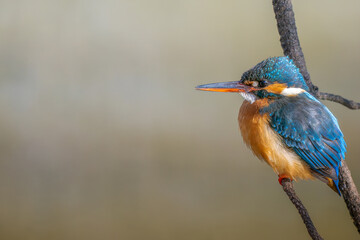 枝にとまるカワセミ