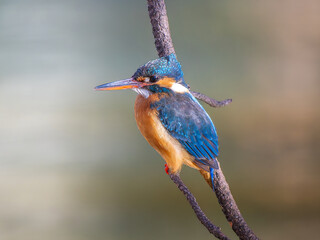 枝にとまるカワセミ