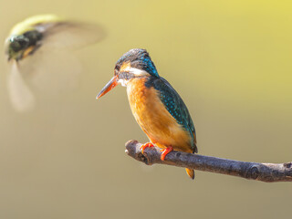 枝にとまるカワセミ