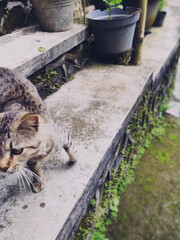 Tabby Cat on Steps