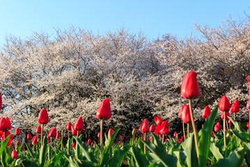 さくらをバックにしたチューリップ