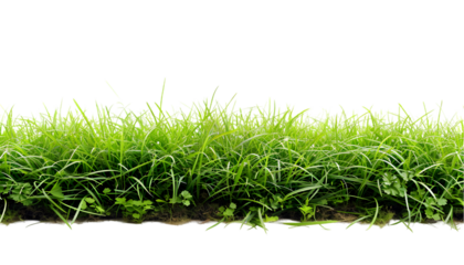 A close up view of a patch of green grass with a black background and some small plants growing