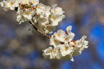 桜