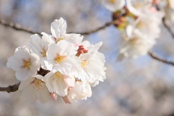 桜