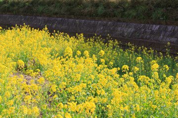 菜の花