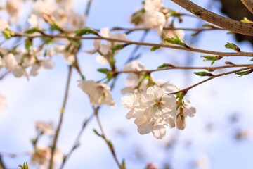 桜