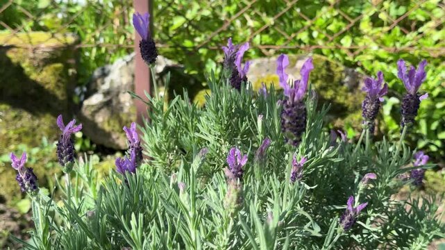 SLOW MOTION SHOT - Beautiful blooming Lavandula pedunculata with pink purple flowers in a decorative flower pot in the garden, close up.