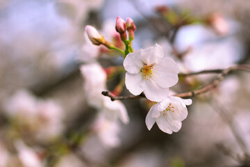桜