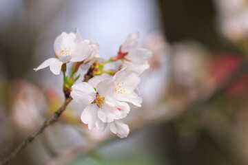 桜