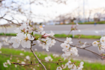桜