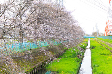 川沿いの桜