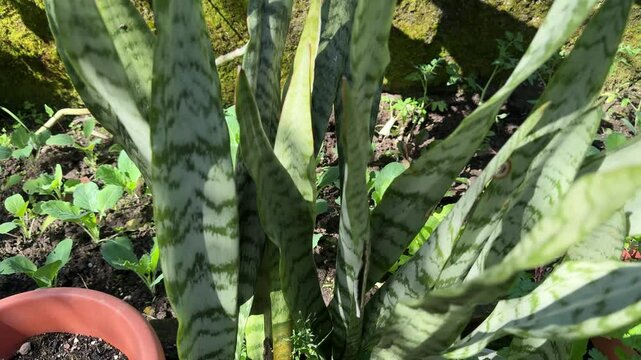 TILT SLOW MOTION SHOT - Dracaena trifasciata, also known as snake plant, Saint George's sword, mother-in-law's tongue, and viper's bowstring hemp, are growing in a pot in the garden on a sunny day.