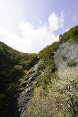 桜と滝のある風景　十津川村十二滝桜花満開