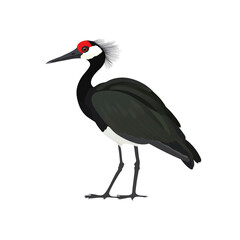 Obraz premium Elegant Wattled Ibis Bird Illustration Profile View againstTransparent background