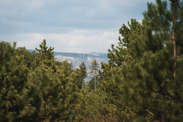 Pine forest with mountain wall