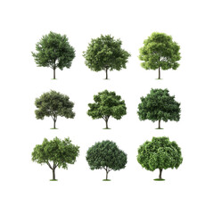 Fototapeta premium Collection of Twelve 3D Rendered Green Trees Isolated on Transparent Background