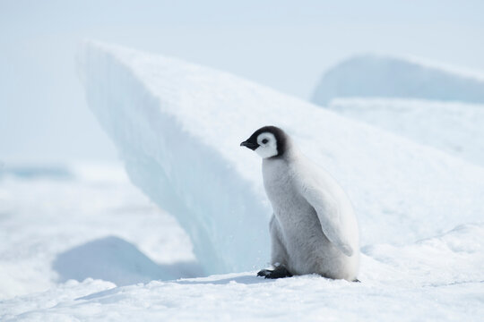 Lonely Emperor Penguin chick on snow in Antarctica