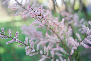 Delicate pink tamarisk blossoms fill the frame with a soft dreamy focus effect and gentle spring...