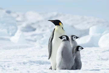 Emperor Penguin with three chicks in Antarctica  © Silver