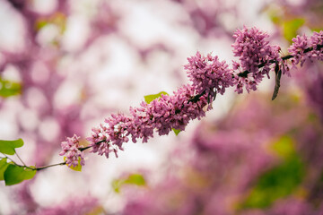 Chinese Redbud in spring